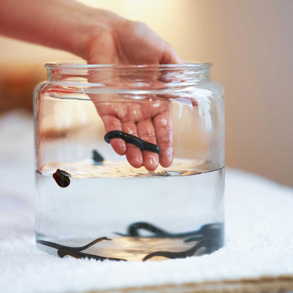 blutegeltherapie Blutegel im Glas weibliche Hand nimmt sie heraus